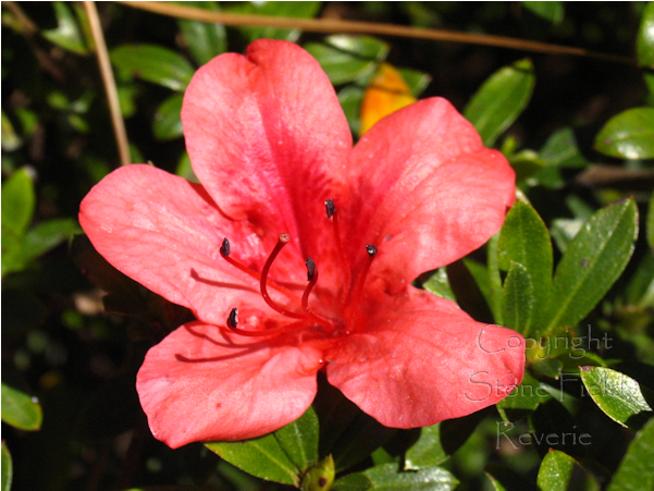 Azalea (600x600), Png Download