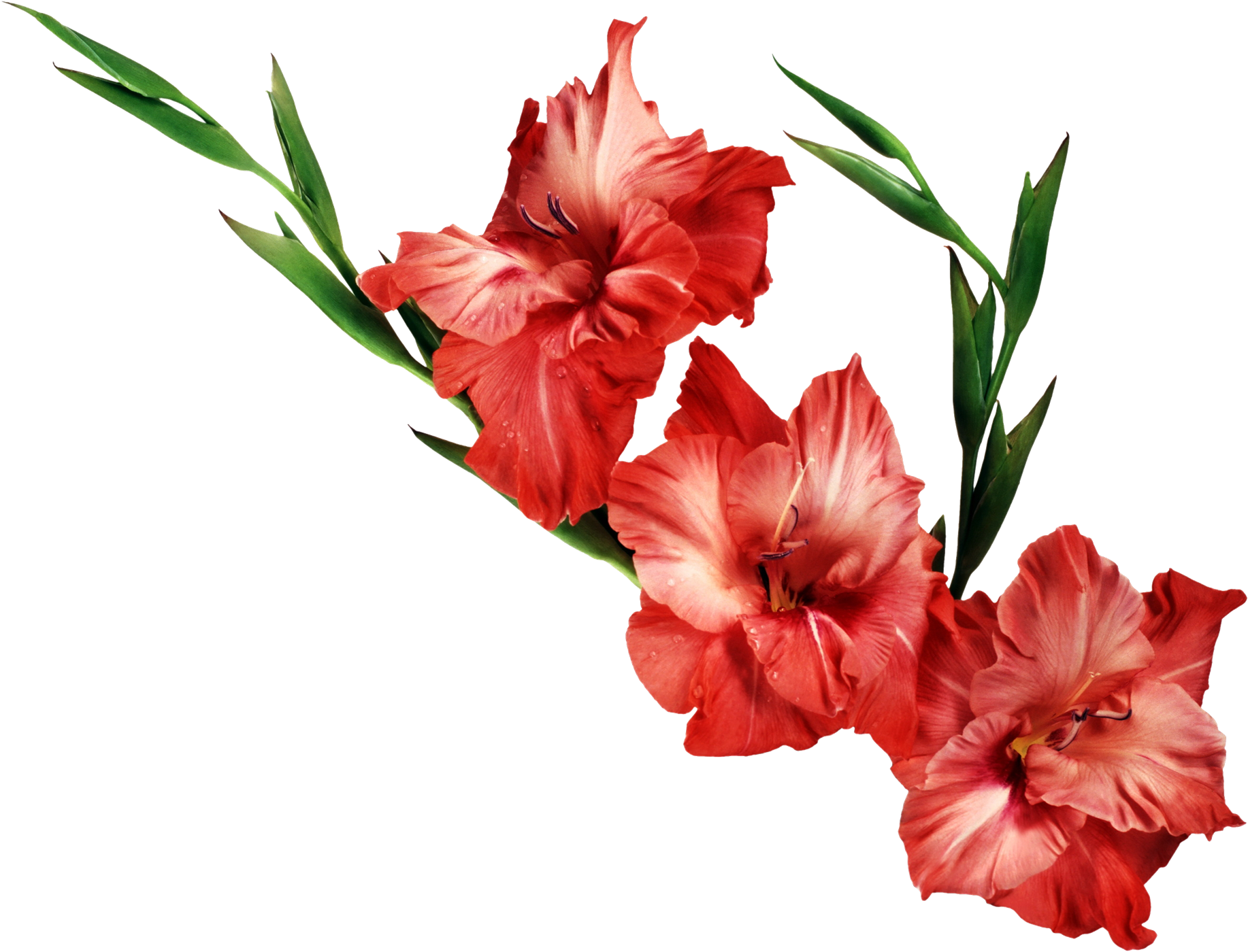 Gladiolus Png Clipart - Gladiolus Clipart (1834x1400), Png Download