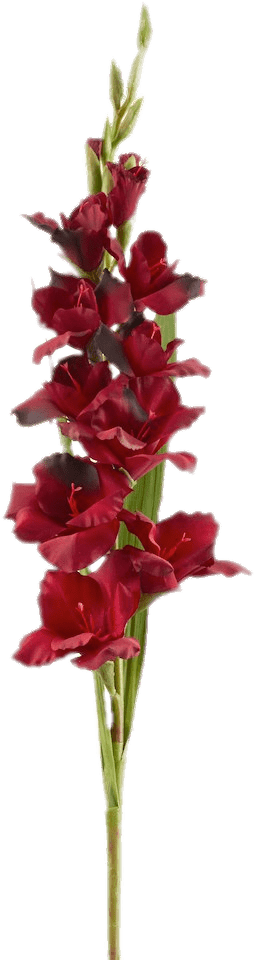 Flowers - Gladiolus Transparent (1024x1024), Png Download