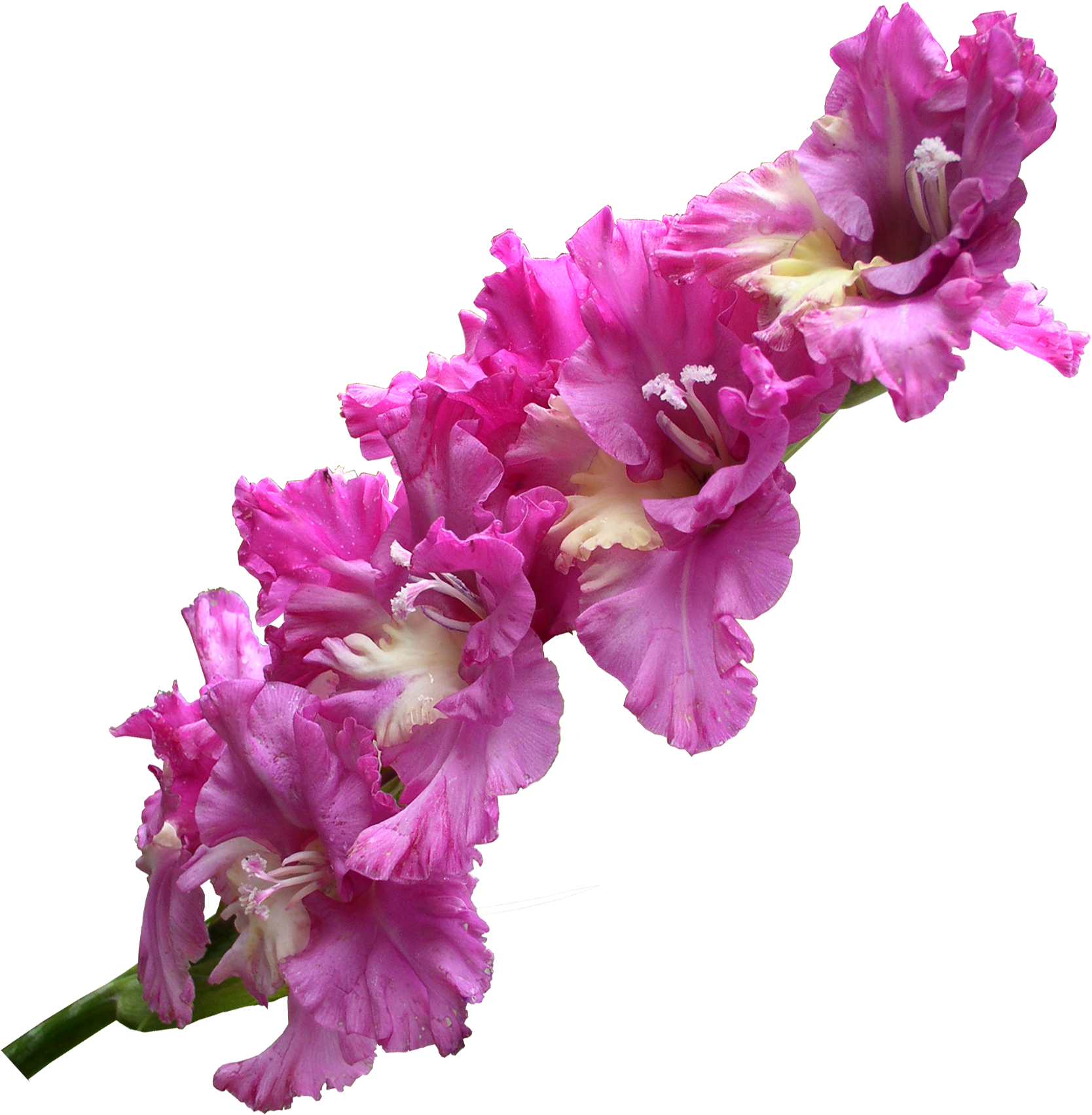 Gladiolus Transparent Png - Gladiolus Flower Png (1974x1800), Png Download