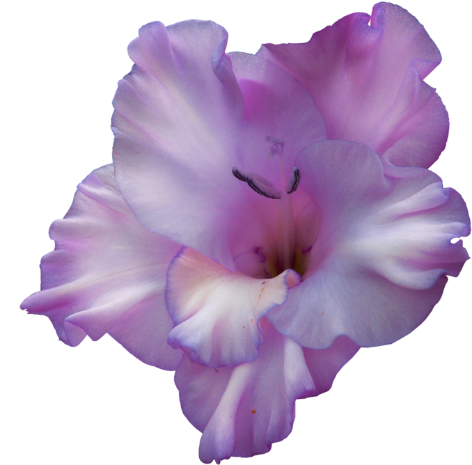 Purple Gladiolus - Purple Gladiolus Flower Png (700x689), Png Download