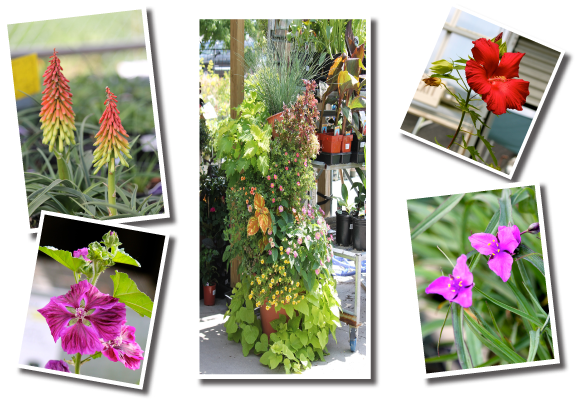 Baker Garden And Gift Plant Catalog - Baker Garden & Gift (620x400), Png Download