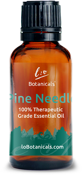 Pine Needle - Pine Needle Tea (1024x1024), Png Download