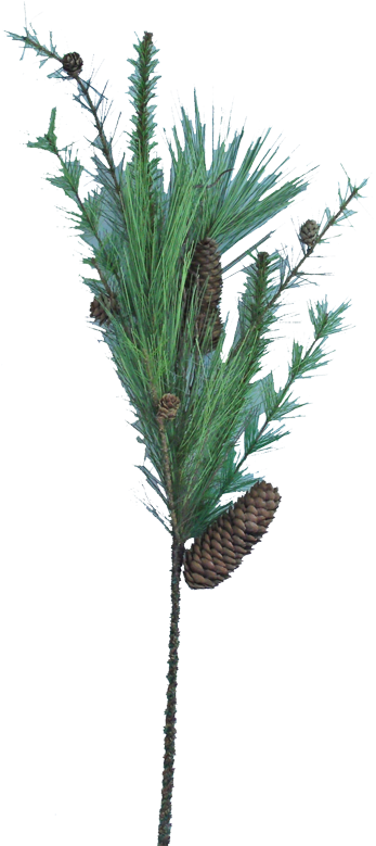 32" Long Needle Pine Spray - Pond Pine (400x789), Png Download