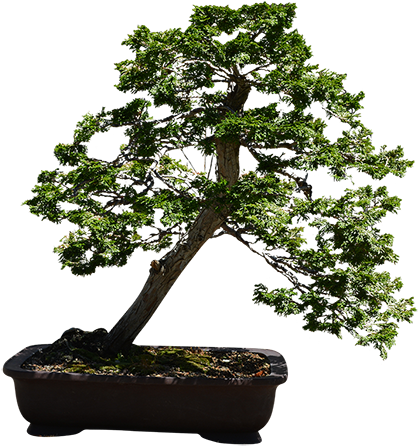 A Very Small Bonsai Tree Photographed In A Japanese - Tree (450x450), Png Download