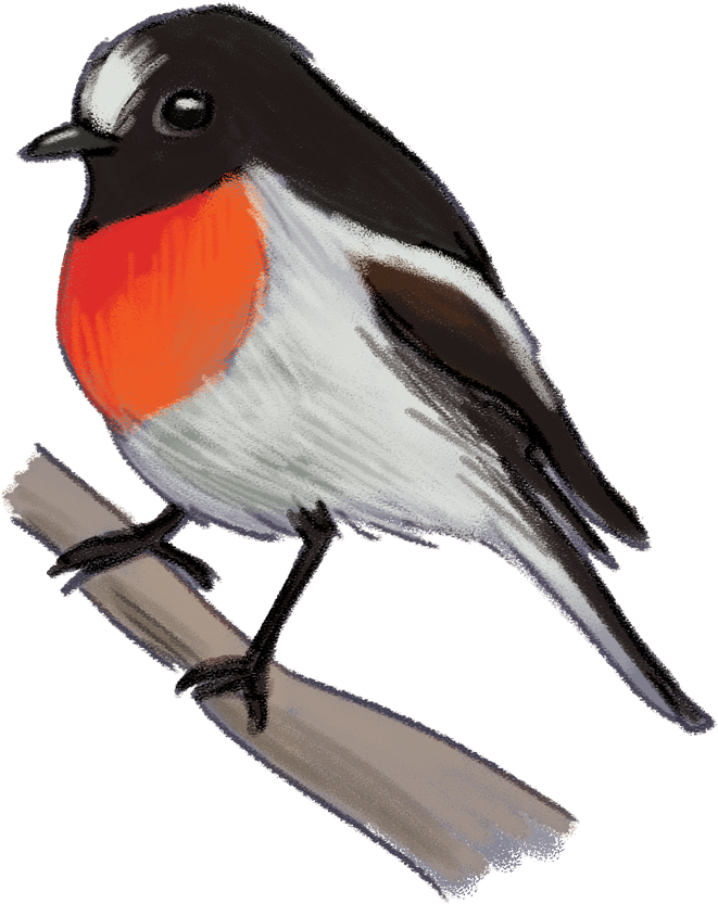 Scarlet-robin (1000x1145), Png Download