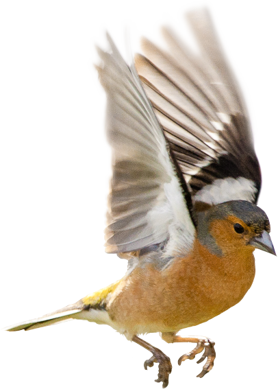 Therapy Services Gender Sexuality Issues Bird - Common Chaffinch (406x567), Png Download