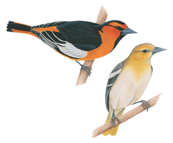 Bullocks Oriole - United States Of America (600x600), Png Download