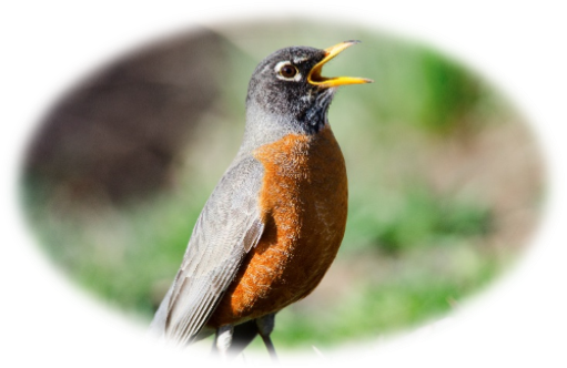 Robin - Robins (in My Backyard) (511x332), Png Download