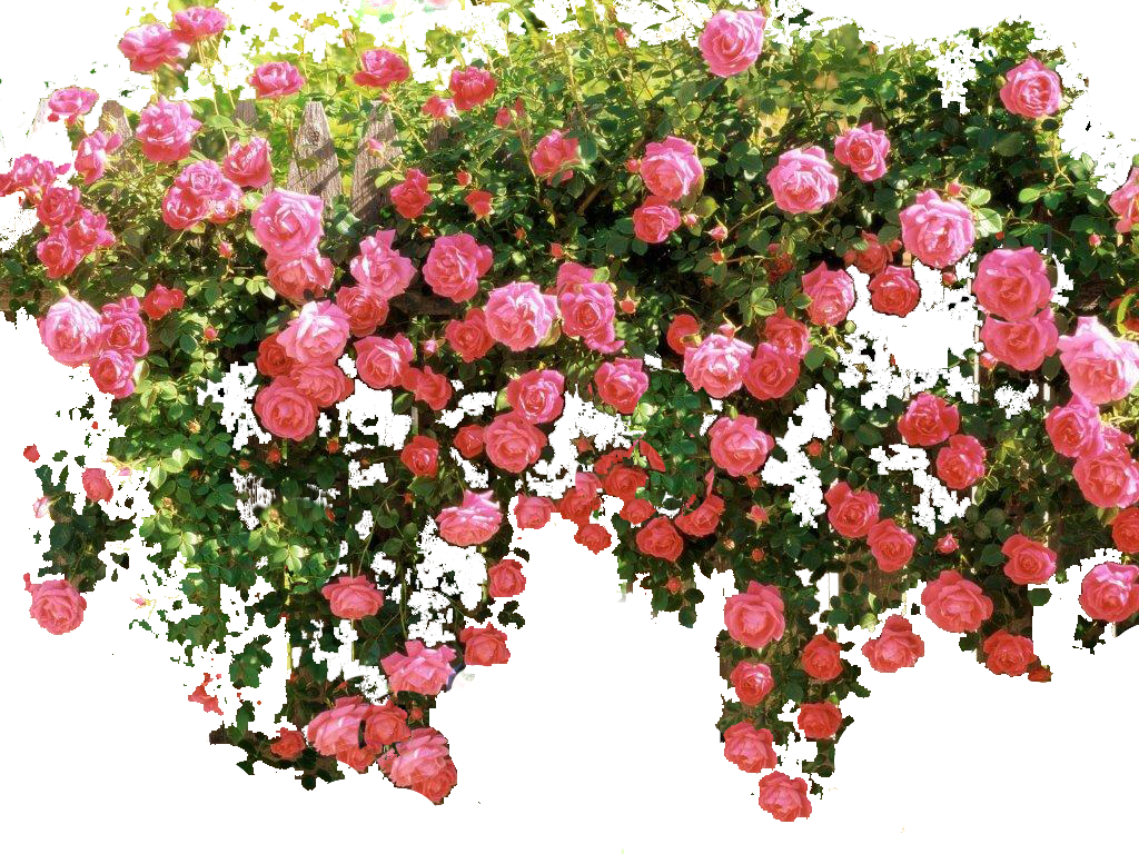 Pink Flower Vine Png Download - Transparent Vine Flower Png (1024x768), Png Download