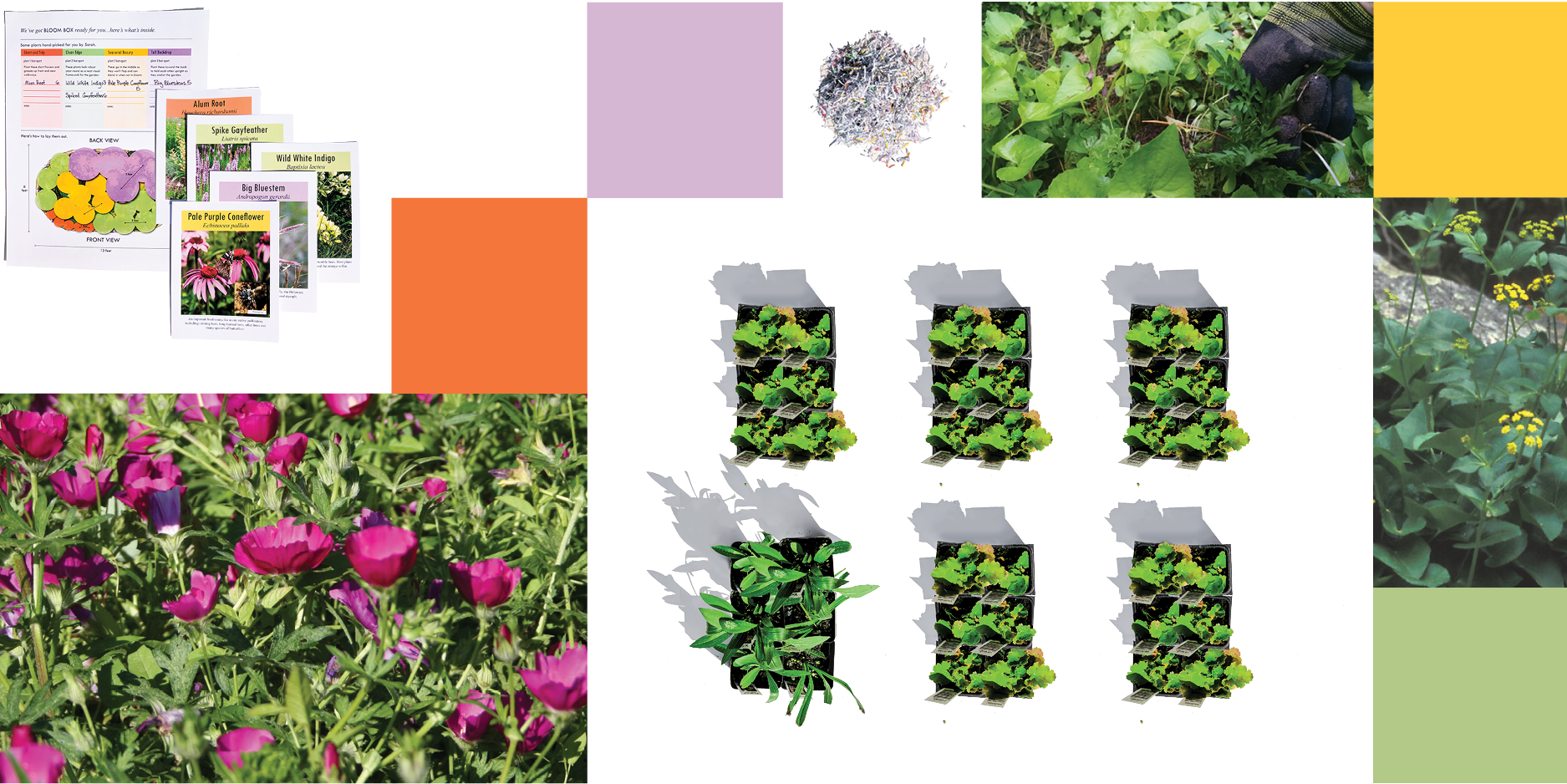 What's In This Plantpack - African Daisy (1875x938), Png Download