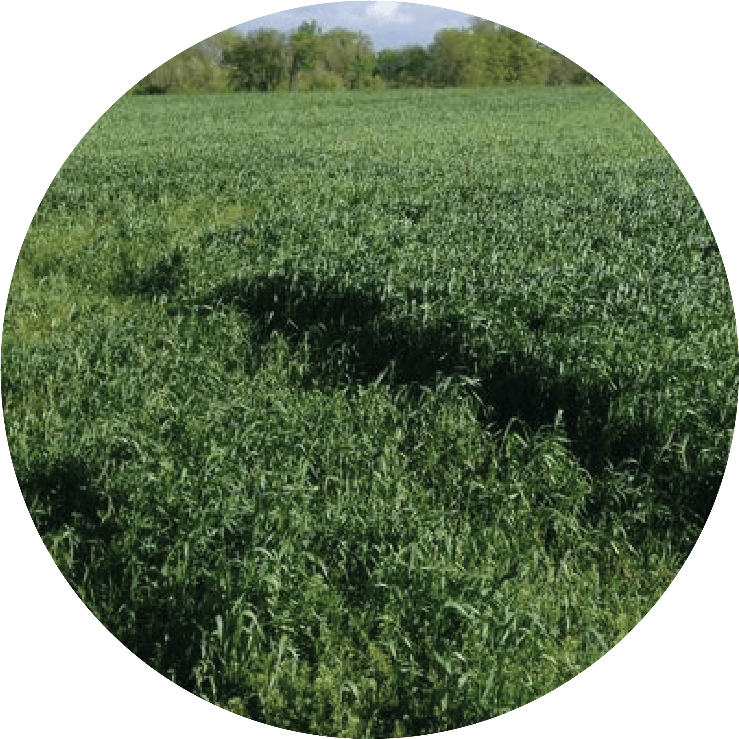 Asset - Lolium Multiflorum (2472x2472), Png Download
