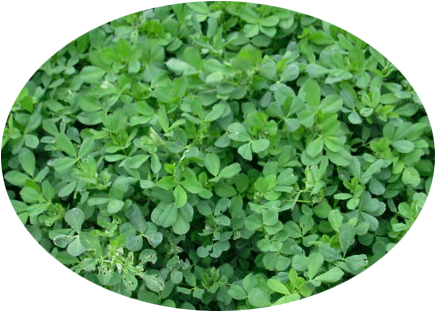 In General, Alfalfa Is A Herbaceous Perennial Legume - Alfalfa (520x400), Png Download