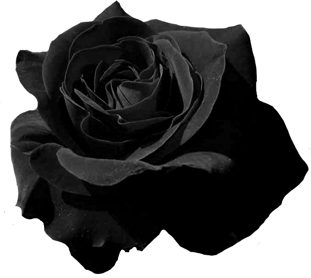 Black And White Roses Png (640x570), Png Download