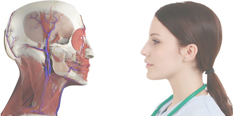 Anatomy Charts - Anatomy (803x401), Png Download