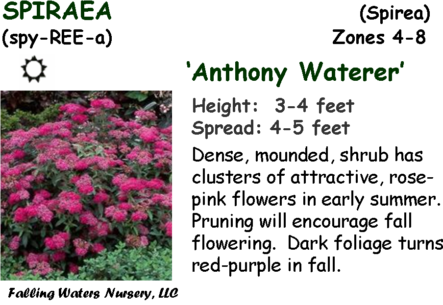Evergreen Shrubs - Wausau (942x638), Png Download