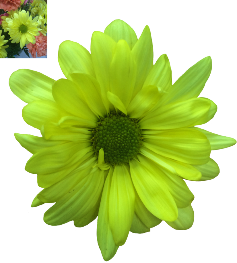 Daisy Transparent Png - Green Daisy Flower Png (848x942), Png Download