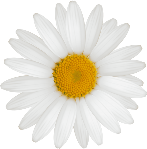 Free Png White Daisy Png Images Transparent - Vlachs In Serbia Flag (480x488), Png Download