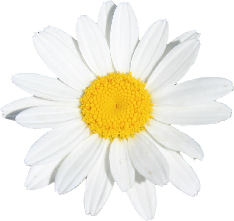 Flower Flowers White Yellow Daisy - Marguerite Daisy (769x728), Png Download