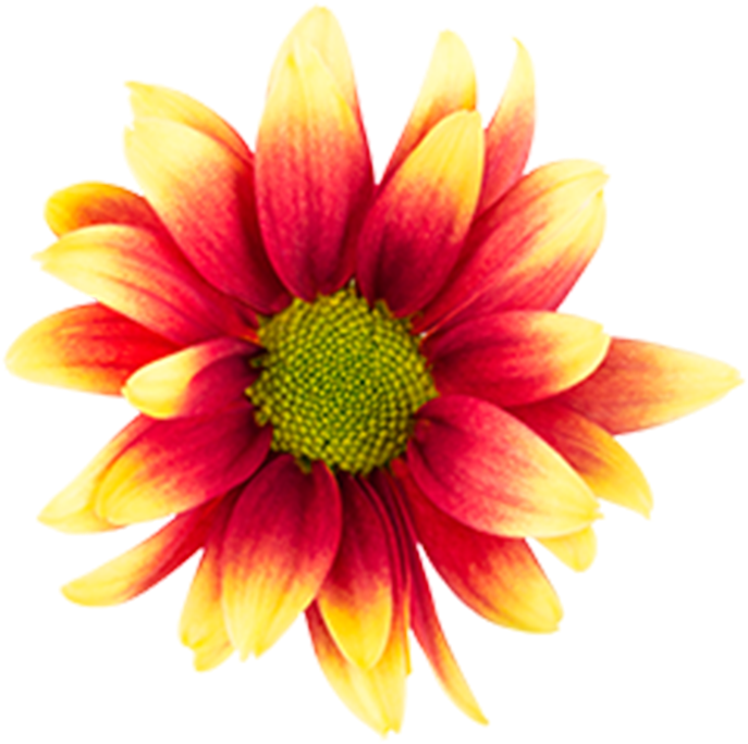 Bicolor Red Yellow Kadanz Bicolor Red Yellow Kadanz - Indian Blanket (800x800), Png Download