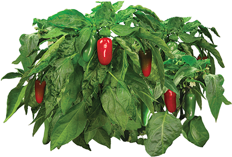 Vegetable Plant Png Download - Aerogrow Jalapeno Pepper Seed Kit (503x383), Png Download