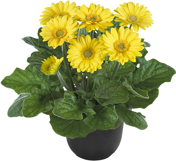 Yellow Bc - Permalink (600x600), Png Download