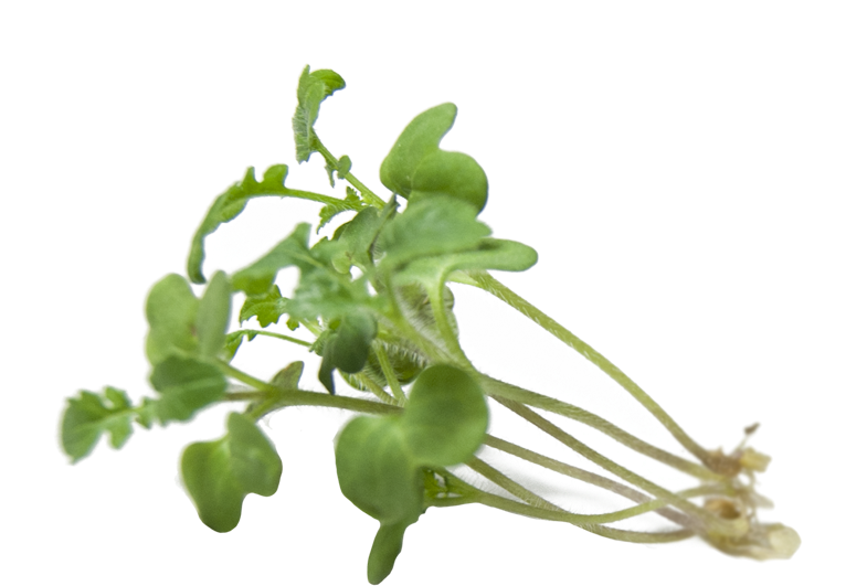 Watercress Sprouts - Garden Cress (827x591), Png Download