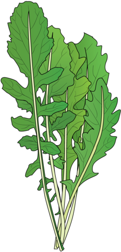 Arugula (1024x668), Png Download