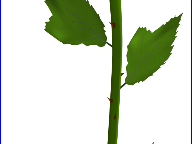 Babys Breath Clipart Vector - Single White Rose Clipart (640x480), Png Download