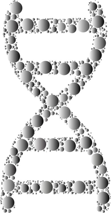 Nucleic Acid Double Helix Dna Molecular Biology - Nucleic Acid Double Helix (390x749), Png Download