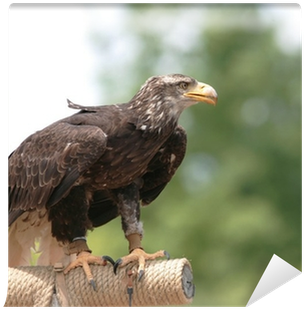 Bald Eagle (400x400), Png Download