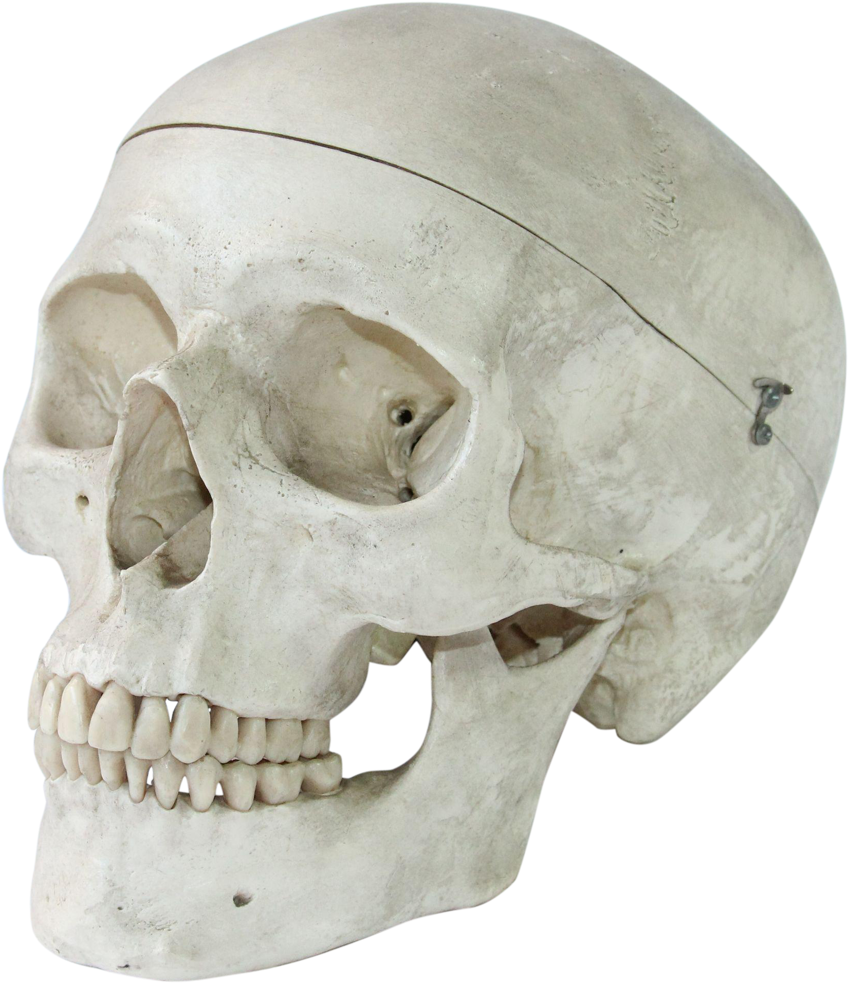 Vintage Anatomical Model Of A Human Skull - Skull (1910x1910), Png Download
