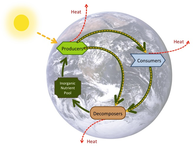 Energy Flow And Biogeochemical Cycles (720x540), Png Download