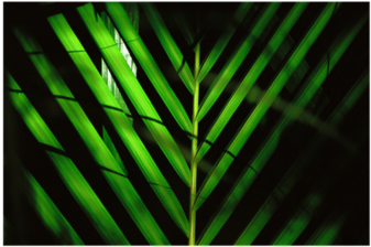 Palm Sunday - Girls In Their Dresses (350x350), Png Download