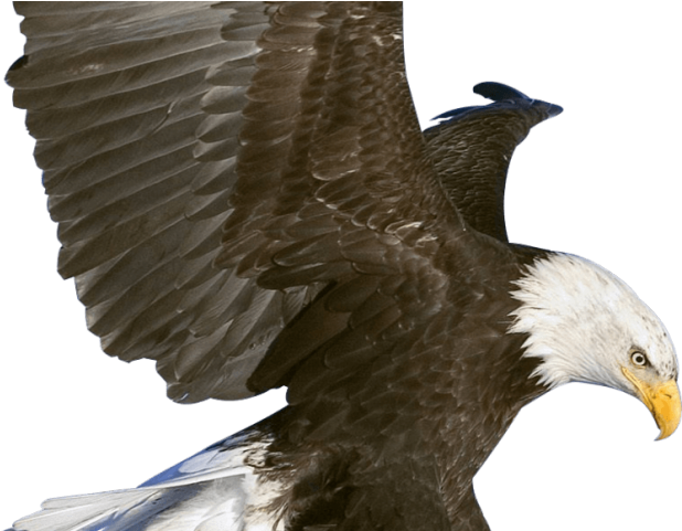 Eagle Clipart Fish - Eagle In Flight (640x480), Png Download
