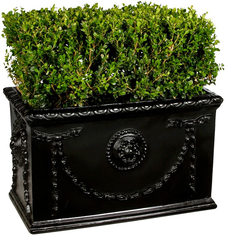 Boxwood Hedge - Flowerpot (980x849), Png Download