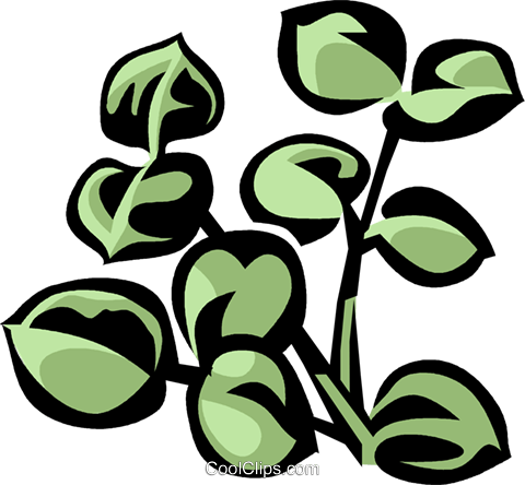 Eucalyptus Royalty Free Vector Clip Art Illustration - Leaf (480x444), Png Download