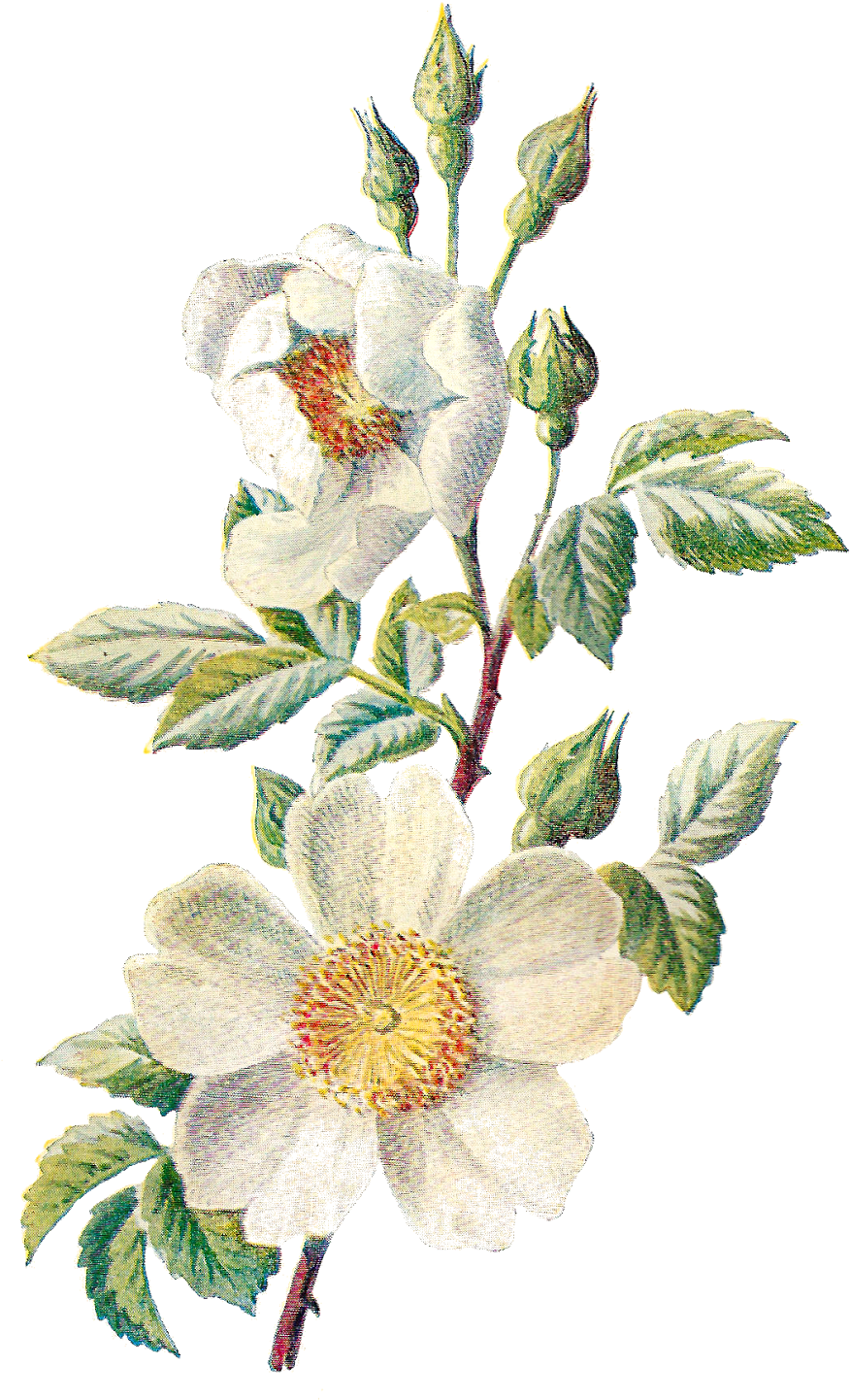 These Two Antique Flower Artwork Illustrations Can - Wild Flower Botanical Art (1049x1600), Png Download