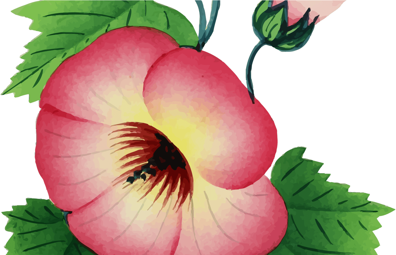 Clipart Flower Illustration - Flower (1368x855), Png Download