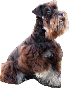 Schnauzer Australia (310x391), Png Download