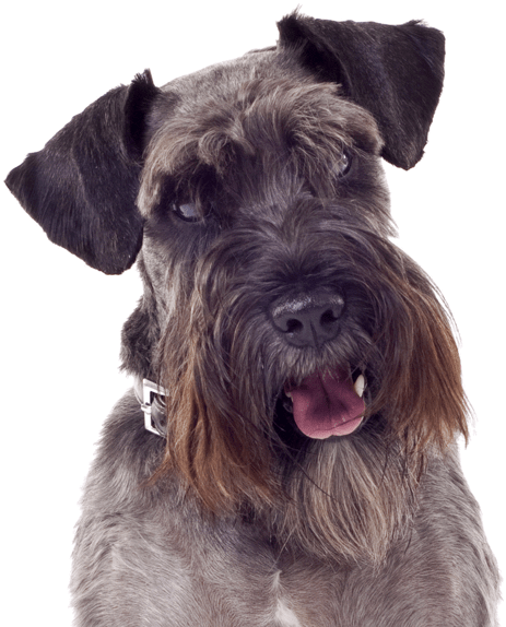 Search - Got Yo Gifts Schnauzer Mirrored Acrylic Keychain (565x585), Png Download