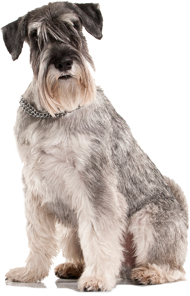 Miniature Schnauzer (386x596), Png Download
