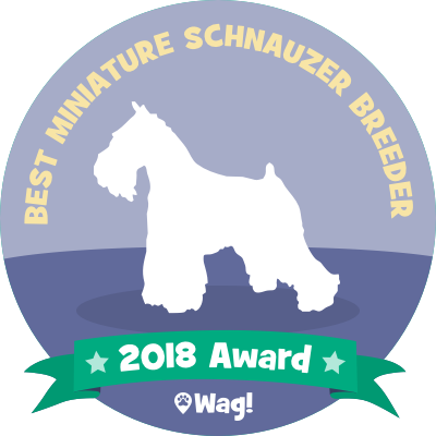 Dog Walking & Boarding - Dog (400x400), Png Download