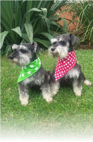 I Have Had A Passion And Love For Dogs Since I Was - Miniature Schnauzer (314x557), Png Download