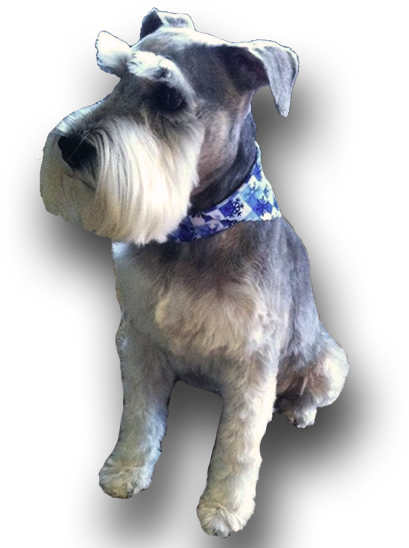 Schnauzer - Standard Schnauzer (432x552), Png Download