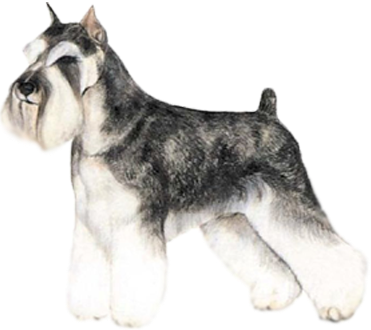 Alter - Schnauzer (371x330), Png Download