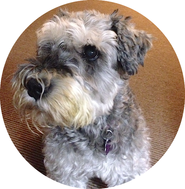 Schnauzer-commissioned Pet Portrait, Georgie Girl - Miniature Schnauzer (624x638), Png Download