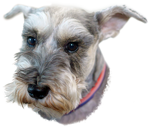 Bleed Area May Not Be Visible - Miniature Schnauzer Png (600x467), Png Download