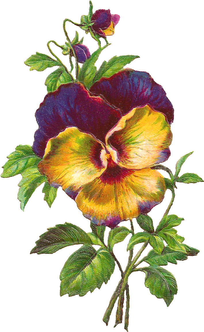 Pansy Download - Creativ Company Vintage Die-cuts, Sheet 16,5x23,5 Cm, (844x1261), Png Download