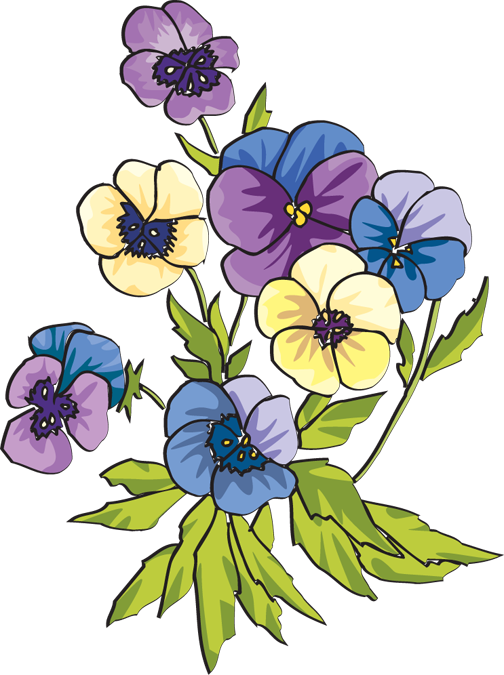 Pansies - Pansy Clip Art (504x675), Png Download